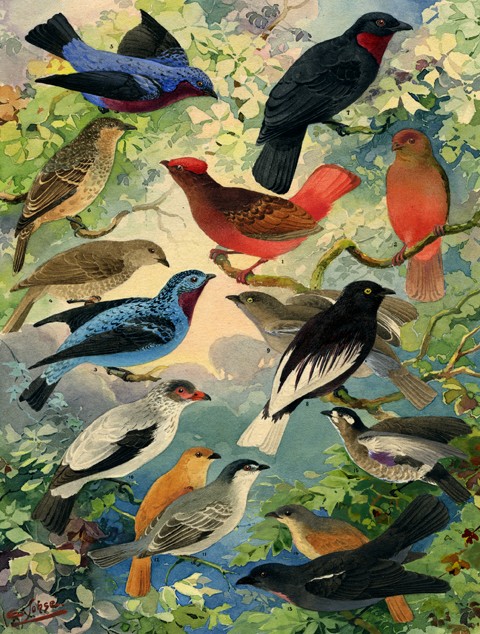 Exposição 'Fauna e Flora Brasileiras' apresenta litografias com aves amazônicas