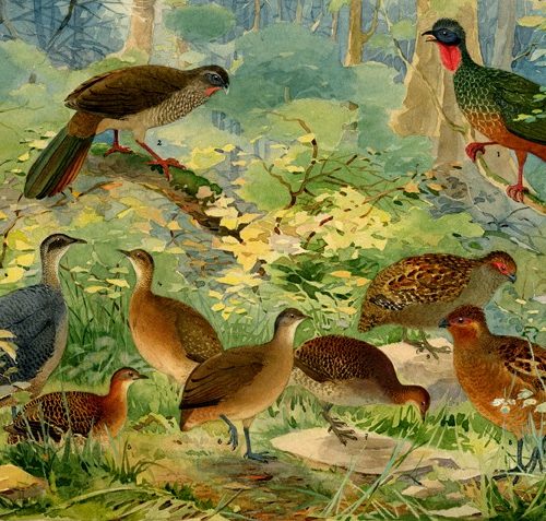 Exposição 'Fauna e Flora Brasileiras' apresenta litografias com aves amazônicas